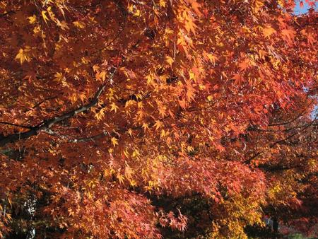 秋の京都・奈良（3）