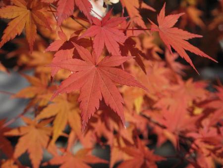 秋の京都・奈良（3）