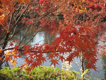 秋の京都・奈良（3）