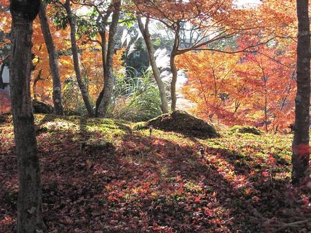 秋の京都・奈良（3）