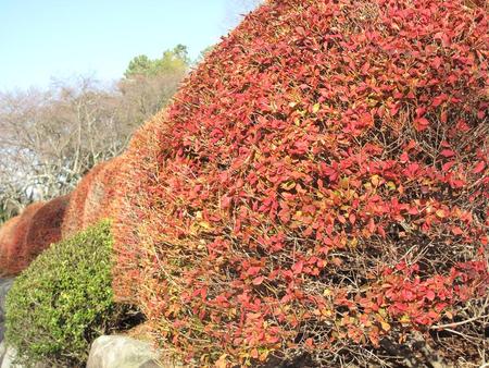 静岡県立美術館園地・12月3日