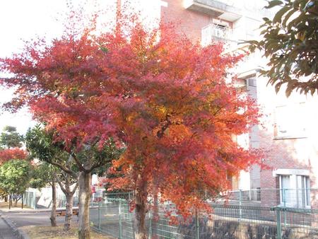 静岡県立美術館園地・12月3日