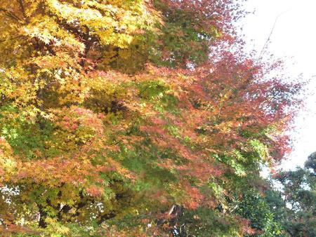 静岡県立美術館園地・12月3日