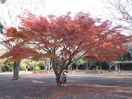 静岡県立美術館園地・12月3日