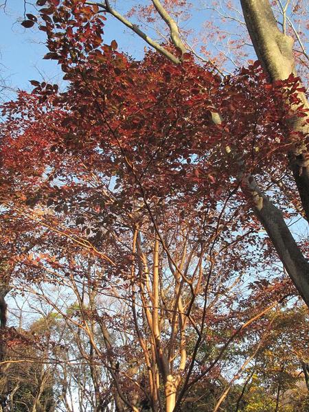 静岡県立美術館園地・12月3日
