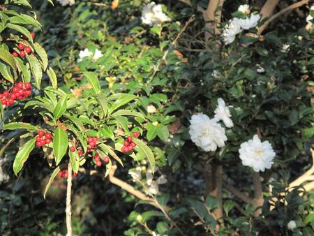 静岡県立美術館園地・12月3日