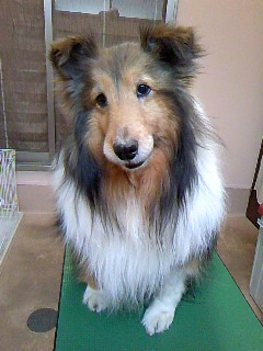 番犬やってます☆