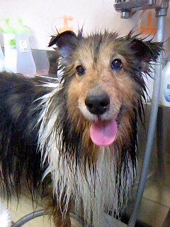 番犬やってます☆