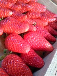 い・ち・ご♪♪ 2011/04/09 23:02:26
