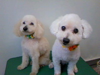 昨日のトリミング☆ 2011/07/03 14:23:02