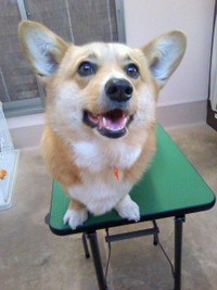 アンダーコートのせい？？☆ 2011/02/26 23:01:33