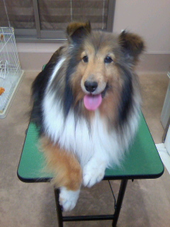 番犬やってます☆