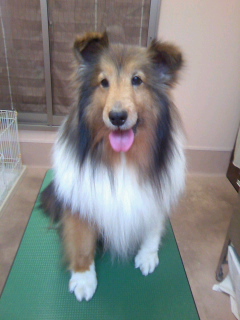 番犬やってます☆