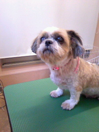 皮膚再生☆ 2011/03/05 20:25:48