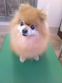 ダッフィー似☆ 2011/03/10 22:32:53