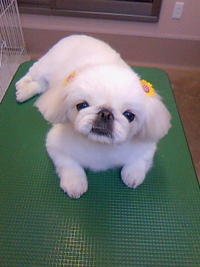 今日もコアラ☆ 2011/07/11 21:32:06