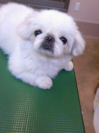 苦手なの・・☆ 2011/03/24 22:30:26