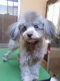 シャンプーちゃん☆ 2011/05/09 21:31:26