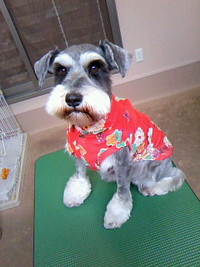 勝手にファッションショー☆ 2011/05/17 22:03:38