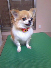 さらふわなふたり☆ 2011/07/29 23:17:06