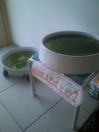 理容白石産メダカ(=^▽^=)