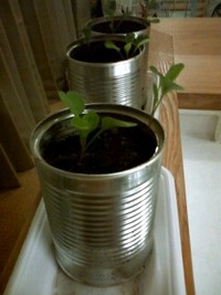 だんだん旨そうに見えてきた。