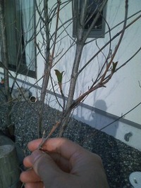 地中深く根を張って。