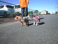 「今日のワンコ」出演犬に会いました♪