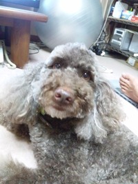 たまには
