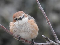 モズは枯れ木で鳴かない