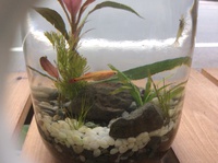 ボトルの中のお魚  2