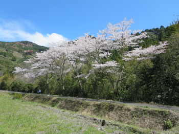 SPRING in 2014