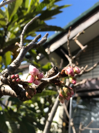 〜ピンクの蕾〜