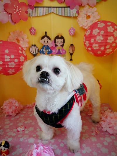 スーパードッグカンパニー６ 今日のお客さん 2