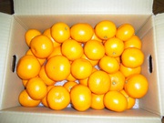 大好物の蜜柑