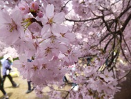 高遠の桜、満開でした