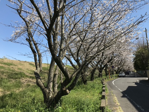 春の心は