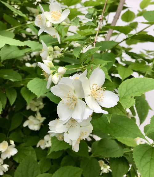 梅花空木が咲く