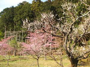 ミニミニ静岡観光