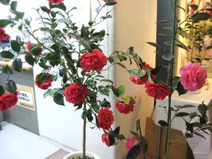 世界の椿展