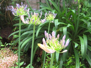花の名は？