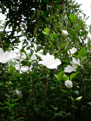 木槿