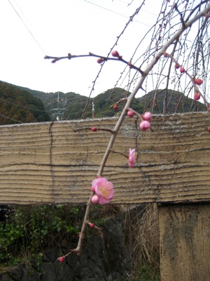 枝垂れ梅の蕾は？