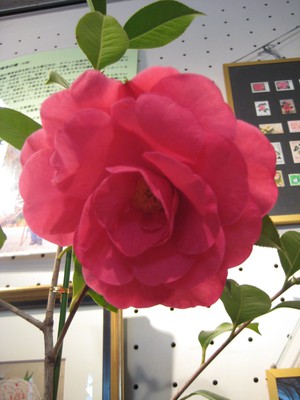 椿展開催