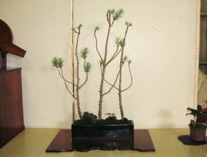 一閑張りと山野草展