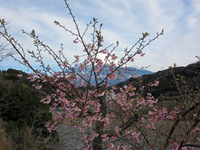 今年も河津桜が咲きました。