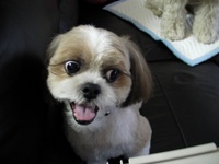 看板犬返上！？