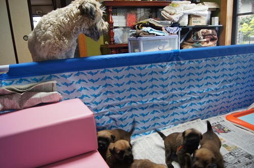 仔犬ワラワラ～！