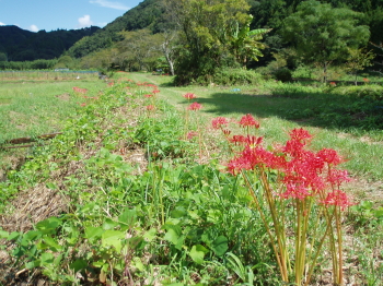 彼岸花