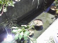 家庭菜園講座